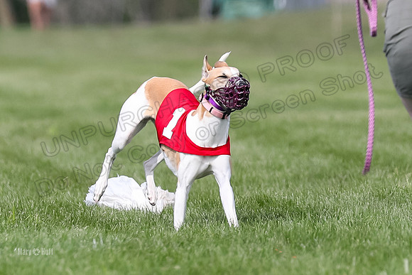 Program 2, Race 1 Puppy, Piper Maverick-3032