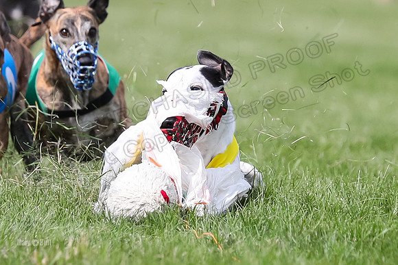 Program 2 Race 8, Bolty Amp Ready Meat Loaf Bogie Cheers-3324