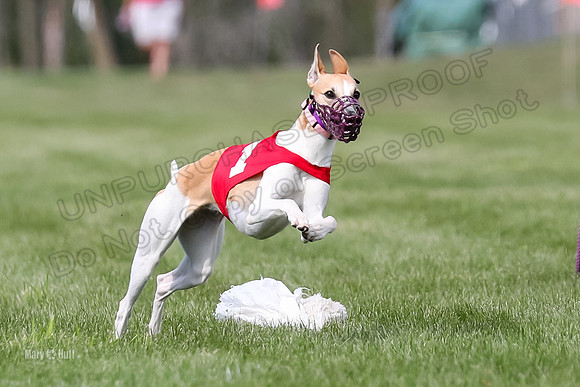 Program 2, Race 1 Puppy, Piper Maverick-3030