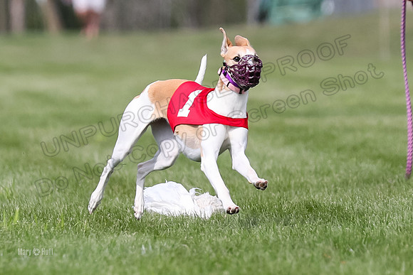 Program 2, Race 1 Puppy, Piper Maverick-3031