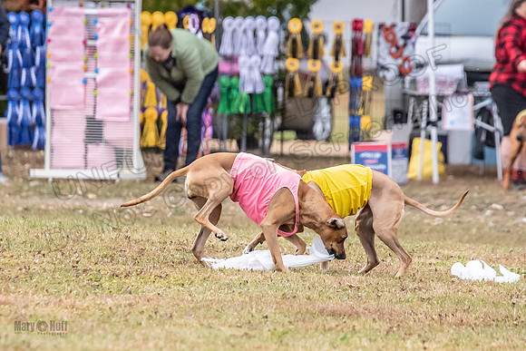 Finals Fch 1 Islay Opal Dakota-2439