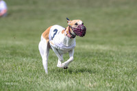 Program 3 Race 1 Puppy, Maverick Piper-3572