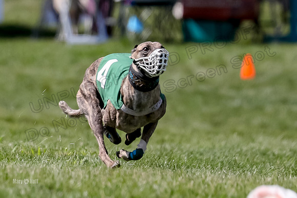 Program 3 Race 10, Lola Janey Bindi Safari Halima-3863