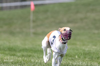 Program 3 Race 1 Puppy, Maverick Piper-3567