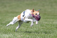 Program 3 Race 1 Puppy, Maverick Piper-3573