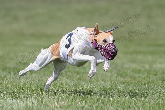 Program 3 Race 1 Puppy, Maverick Piper-3573
