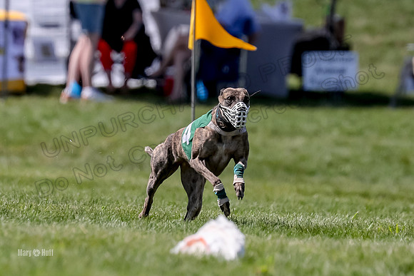 Program 3 Race 10, Lola Janey Bindi Safari Halima-3860