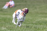Program 3 Race 1 Puppy, Maverick Piper-3571