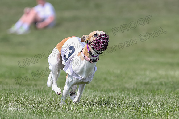 Program 3 Race 1 Puppy, Maverick Piper-3571