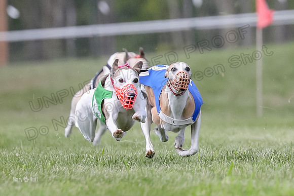 Program 3 Race 3, Axl Digger Denim Gambit Bumble Strummer-3592-2