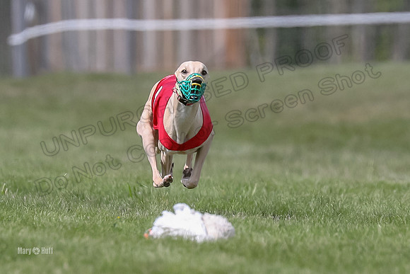 Program 3 Race 1 Puppy, Maverick Piper-3558
