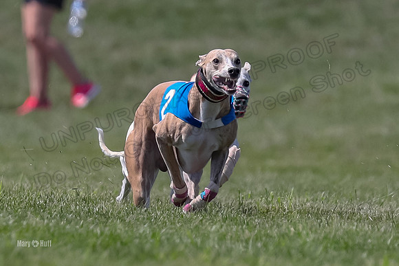 Program 3 Race 7, Oscar Chip Serena Letti Ringo Sting-3785