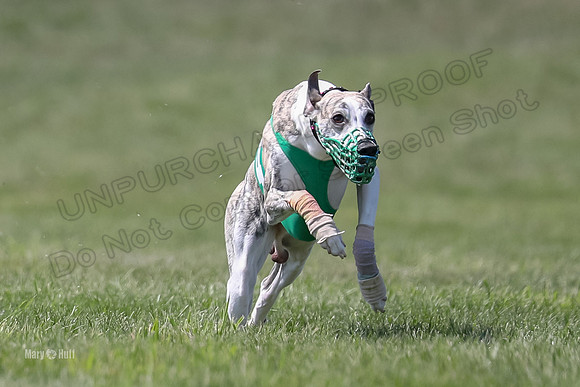 Program 3 Race 2, Bentley Quinni Fia Booster Squiggles Stella-3747