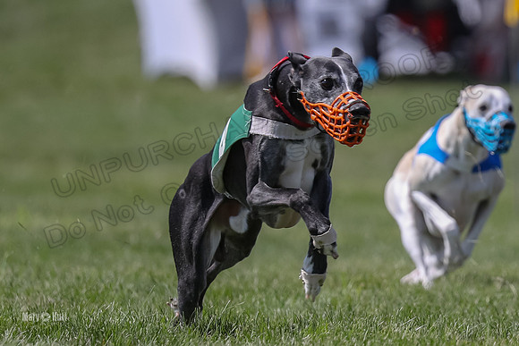 Program 3 Race 8, Blaze Devo Eddie Bogie Jimmy Addie-3811