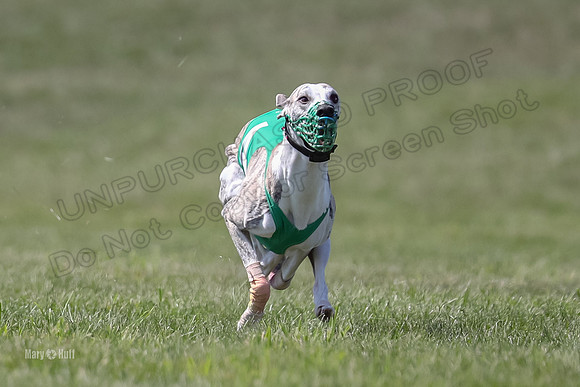Program 3 Race 2, Bentley Quinni Fia Booster Squiggles Stella-3746