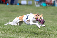 Program 3 Race 1 Puppy, Maverick Piper-3577