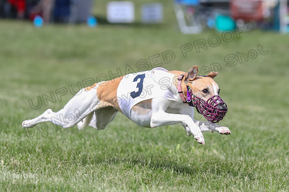 Program 3 Race 1 Puppy, Maverick Piper-3577