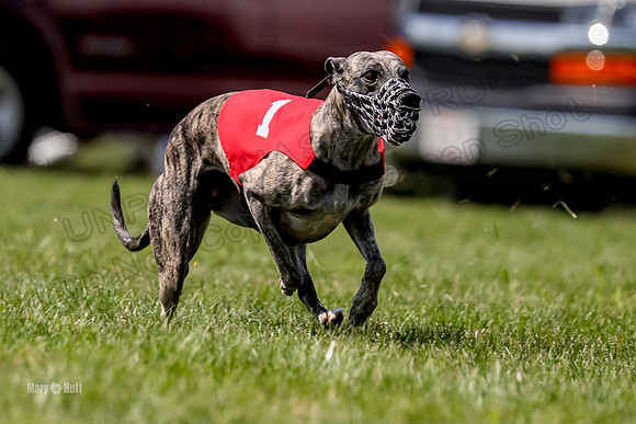 Program 3 Race 10, Lola Janey Bindi Safari Halima-3866