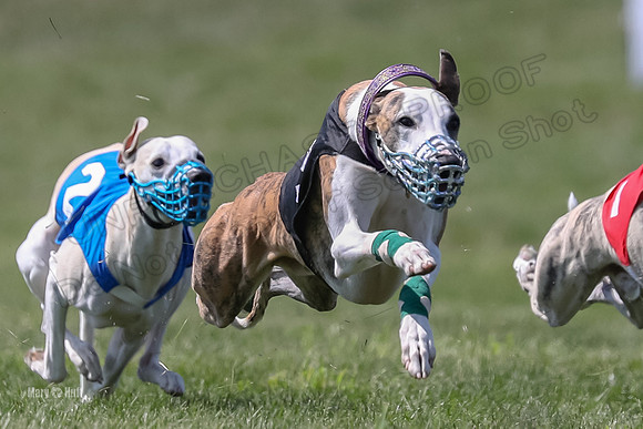 Program 3 Race 8, Blaze Devo Eddie Bogie Jimmy Addie-3806