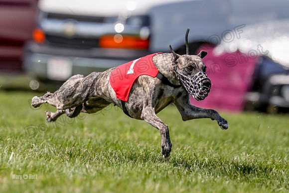 Program 3 Race 10, Lola Janey Bindi Safari Halima-3867