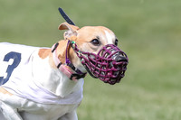 Program 3 Race 1 Puppy, Maverick Piper-3576