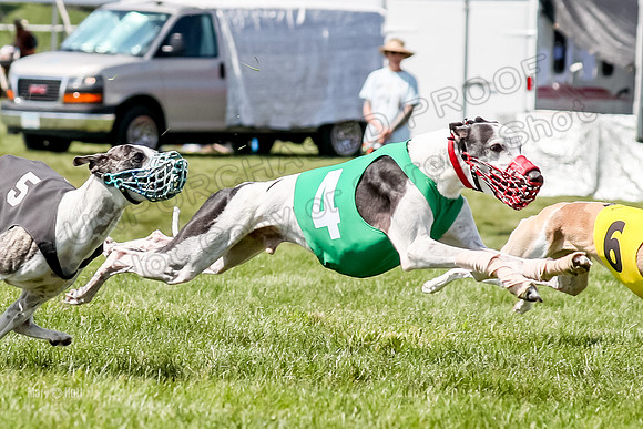 Program 3 Race 11, SweetNLow Babblez Cheers Valleri Rosie-3884