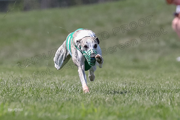 Program 3 Race 2, Bentley Quinni Fia Booster Squiggles Stella-3736