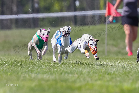 Program 3 Race 6, Raven Ready Pandy Clara WillowF Amp-3695