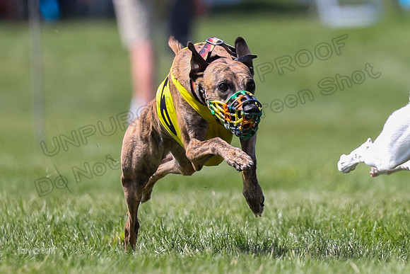 Program 3 Race 6, Raven Ready Pandy Clara WillowF Amp-3722
