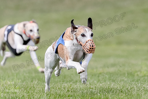 Program 3 Race 3, Axl Digger Denim Gambit Bumble Strummer-3598