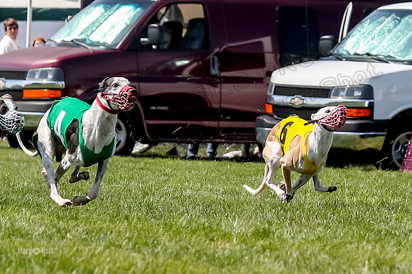 Program 3 Race 11, SweetNLow Babblez Cheers Valleri Rosie-3878