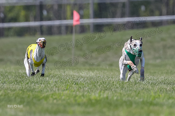 Program 3 Race 2, Bentley Quinni Fia Booster Squiggles Stella-3735