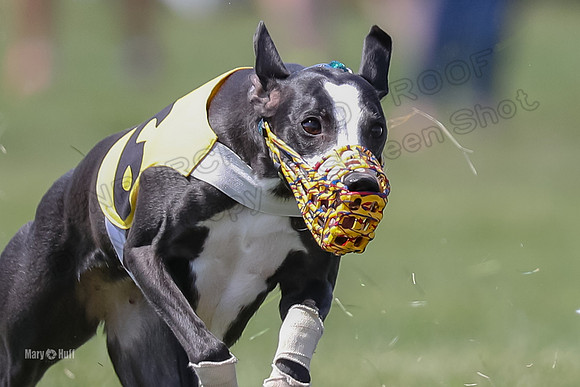 Program 3 Race 5, Joan Jett Chuck Bolty Shimmy Raz-3685