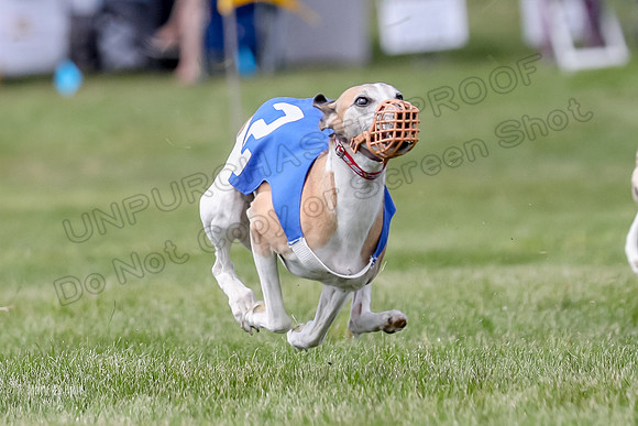 Program 3 Race 3, Axl Digger Denim Gambit Bumble Strummer-3604