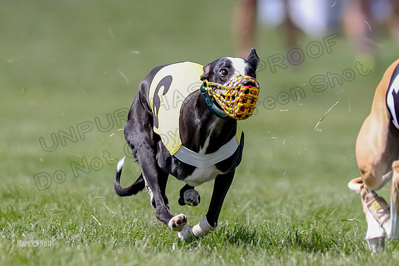 Program 3 Race 5, Joan Jett Chuck Bolty Shimmy Raz-3684