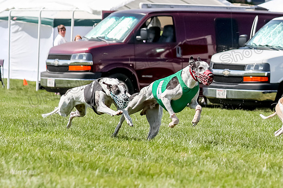 Program 3 Race 11, SweetNLow Babblez Cheers Valleri Rosie-3879