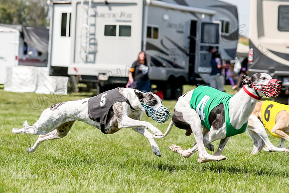 Program 3 Race 11, SweetNLow Babblez Cheers Valleri Rosie-3886