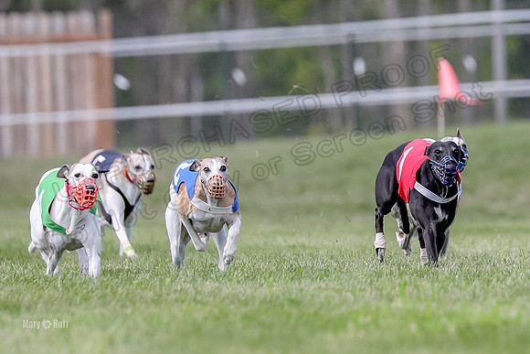 Program 3 Race 3, Axl Digger Denim Gambit Bumble Strummer-3589