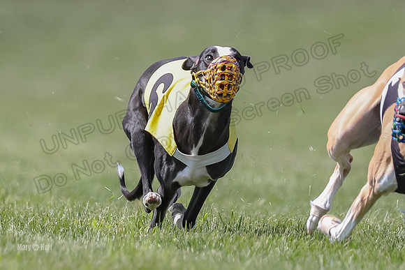 Program 3 Race 5, Joan Jett Chuck Bolty Shimmy Raz-3680