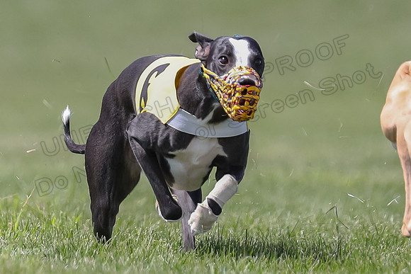 Program 3 Race 5, Joan Jett Chuck Bolty Shimmy Raz-3681