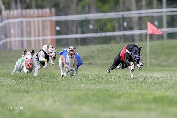 Program 3 Race 3, Axl Digger Denim Gambit Bumble Strummer-3588