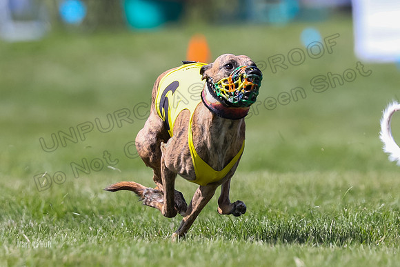 Program 3 Race 6, Raven Ready Pandy Clara WillowF Amp-3724