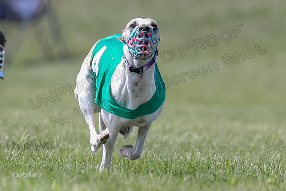 Program 3 Race 5, Joan Jett Chuck Bolty Shimmy Raz-3668