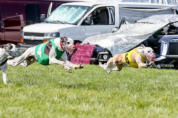 Program 3 Race 11, SweetNLow Babblez Cheers Valleri Rosie-3880