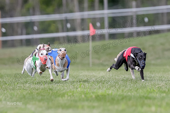 Program 3 Race 3, Axl Digger Denim Gambit Bumble Strummer-3592