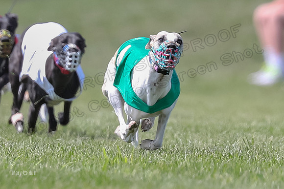 Program 3 Race 5, Joan Jett Chuck Bolty Shimmy Raz-3664