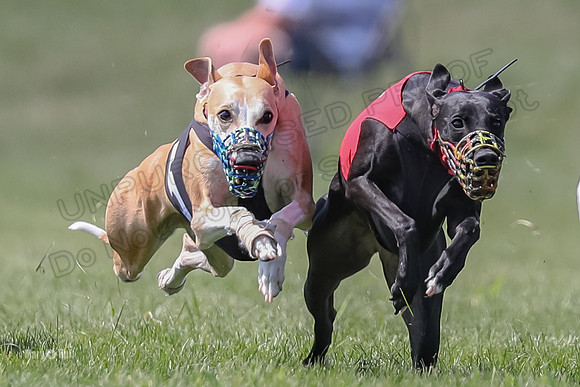 Program 3 Race 5, Joan Jett Chuck Bolty Shimmy Raz-3671