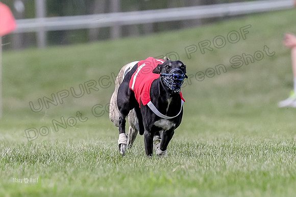 Program 3 Race 3, Axl Digger Denim Gambit Bumble Strummer-3593
