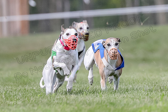 Program 3 Race 3, Axl Digger Denim Gambit Bumble Strummer-3591