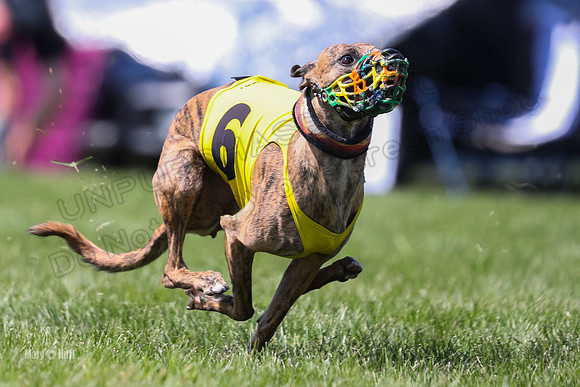 Program 3 Race 6, Raven Ready Pandy Clara WillowF Amp-3729